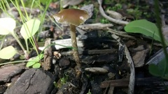 Psilocybe tasmaniana