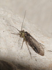 Elipsocidae
