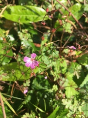 Robertium