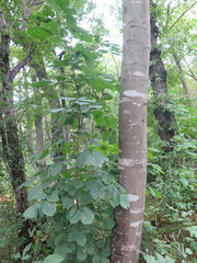 Fraxinus chinensis rhynchophylla