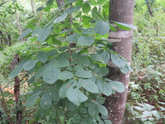 Fraxinus chinensis rhynchophylla