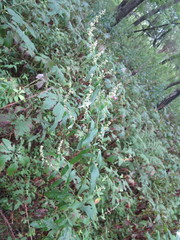 Artemisia stolonifera