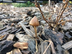 Psilocybe angulospora