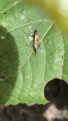 Tromatobia lineatoria