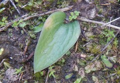 Eriochilus cucullatus