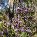 Hovea graniticola - Photo (c) Martin Bennett, some rights reserved (CC BY-NC), uploaded by Martin Bennett