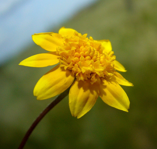 Lasthenia platycarpha