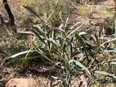 Acacia neriifolia