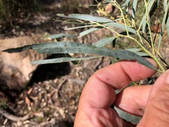 Acacia neriifolia