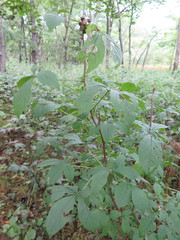 Eleutherococcus sessiliflorus