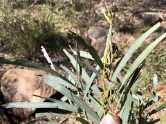 Acacia neriifolia