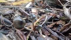 Psilocybe angulospora
