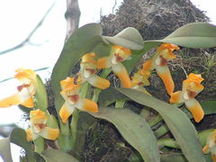 Maxillaria mombachoensis