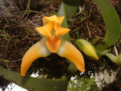 Maxillaria mombachoensis