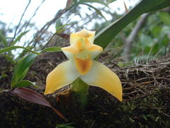 Maxillaria mombachoensis