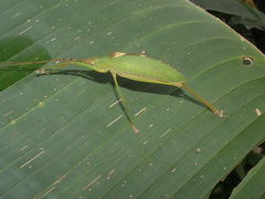 Pterophyllini
