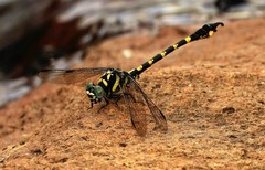 Paragomphus capricornis