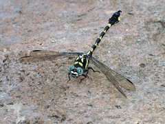 Paragomphus capricornis