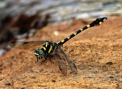 Paragomphus capricornis
