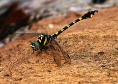 Paragomphus capricornis