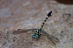 Paragomphus capricornis