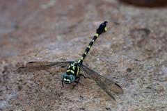 Paragomphus capricornis