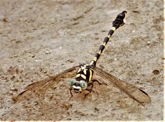 Paragomphus capricornis