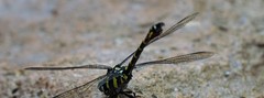 Paragomphus capricornis