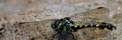 Paragomphus capricornis
