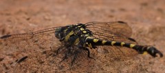 Paragomphus capricornis