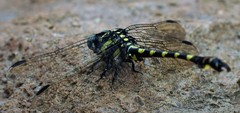 Paragomphus capricornis