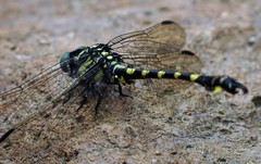 Paragomphus capricornis