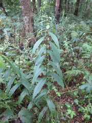 Lycopus charkeviczii