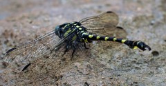 Paragomphus capricornis