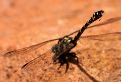 Paragomphus capricornis
