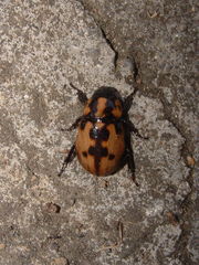 Cyclocephala mafaffa