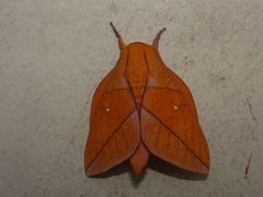Adeloneivaia