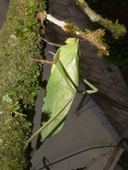 Stilpnochlora thoracica