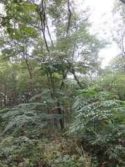 Aralia elata