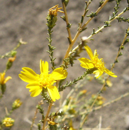 Holocarpha obconica