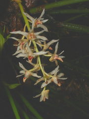 Xylobium elongatum