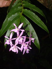 Epidendrum pansamalae