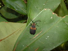 Caenia interrupta