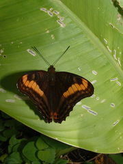 Adelpha tracta