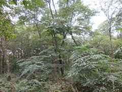 Aralia elata
