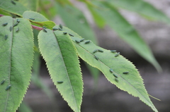 Graphocephala psephena