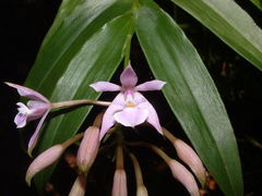 Epidendrum pansamalae
