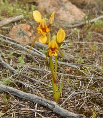 Diuris palustris