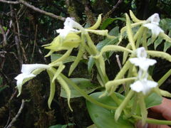 Epidendrum lacustre