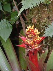Guzmania blassii